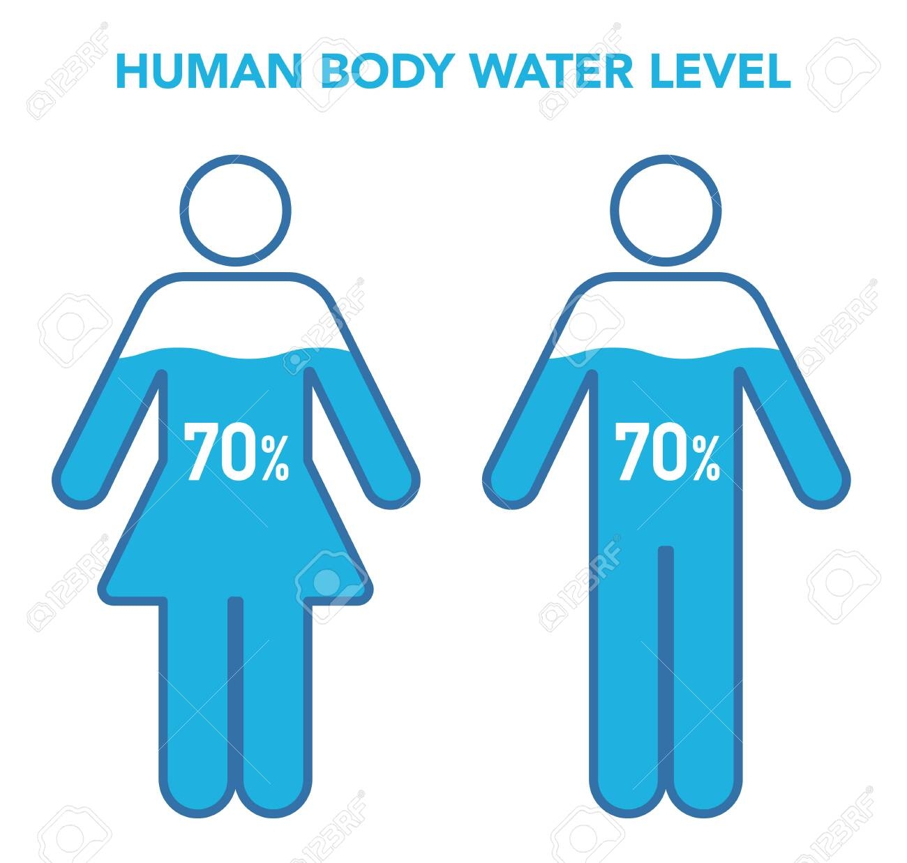 Human Body And Water Percentage Illustration Chart Female Male Royalty Free SVG Cliparts Vectors And Stock Illustration Image 134710548 Human Body And Water Percentage Illustration Chart Female Male Royalty Free SVG Cliparts Vectors And Stock Illustration Image 134710548