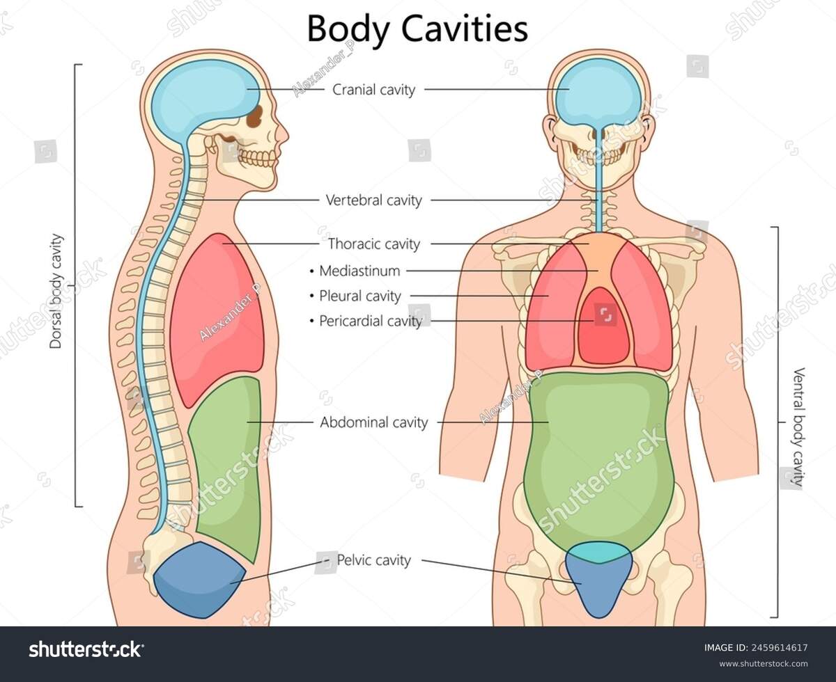 Human Body Cavities Including Cranial Thoracic Stock Vector Royalty Free 2459614617 Shutterstock