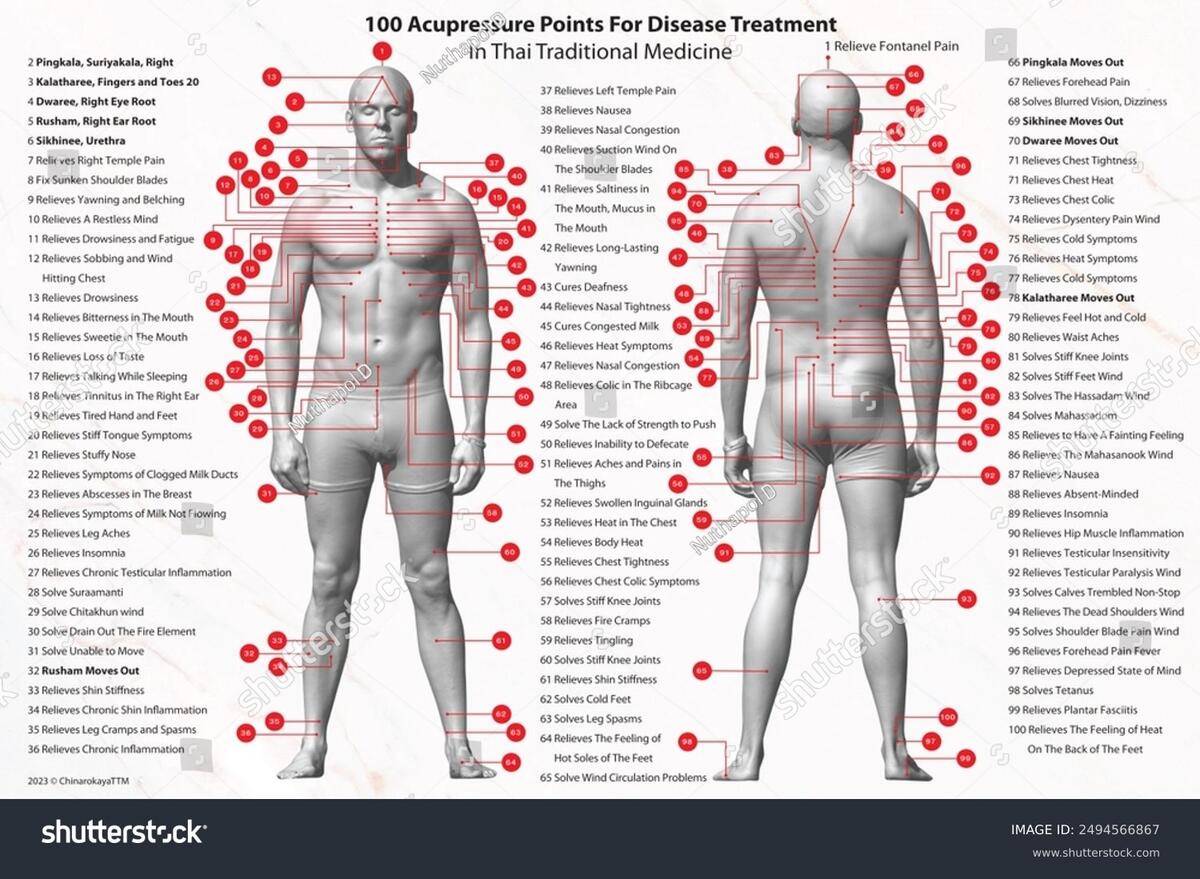 Human Body Diagram Front Back View Stock Illustration 2494566867 Shutterstock