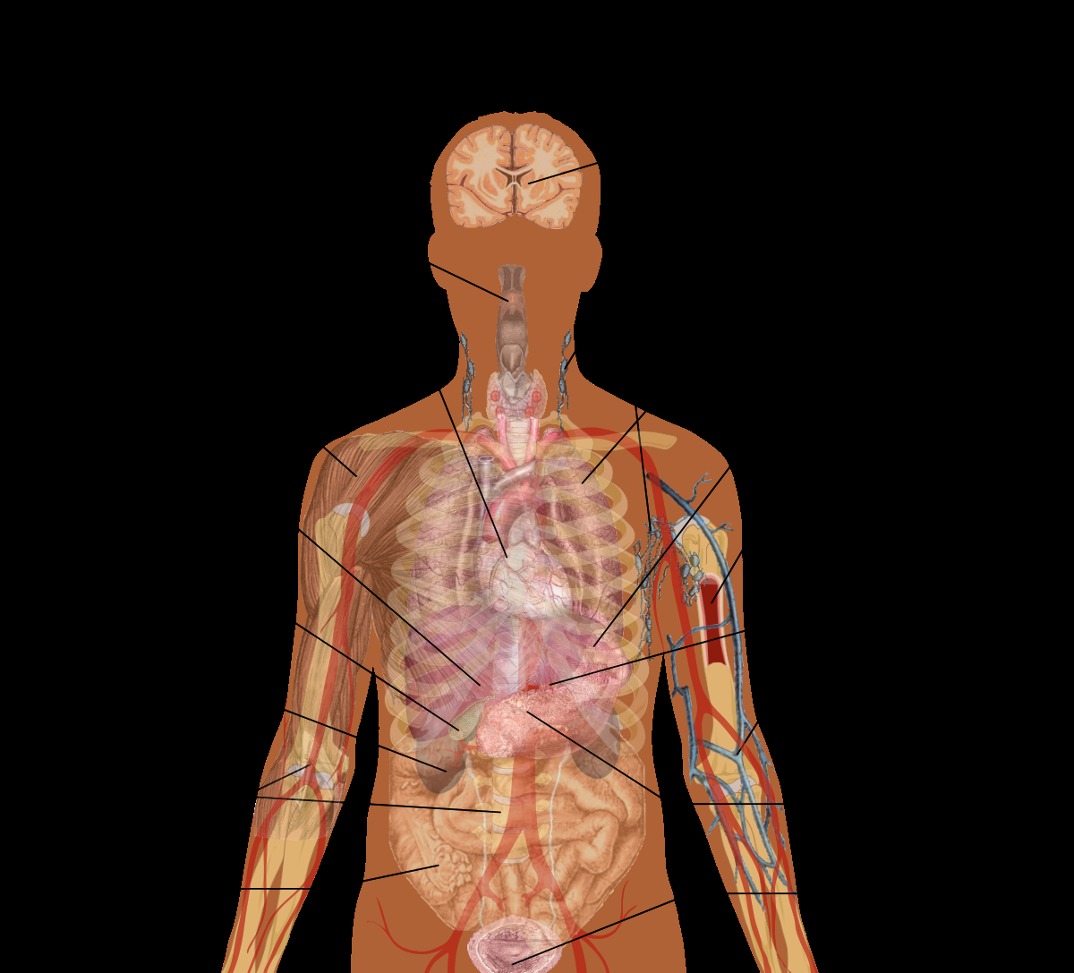 Male Human Anatomy Body Internal Organs Vector Diagram Stock Vector Illustration Of Intestines Body 129367137