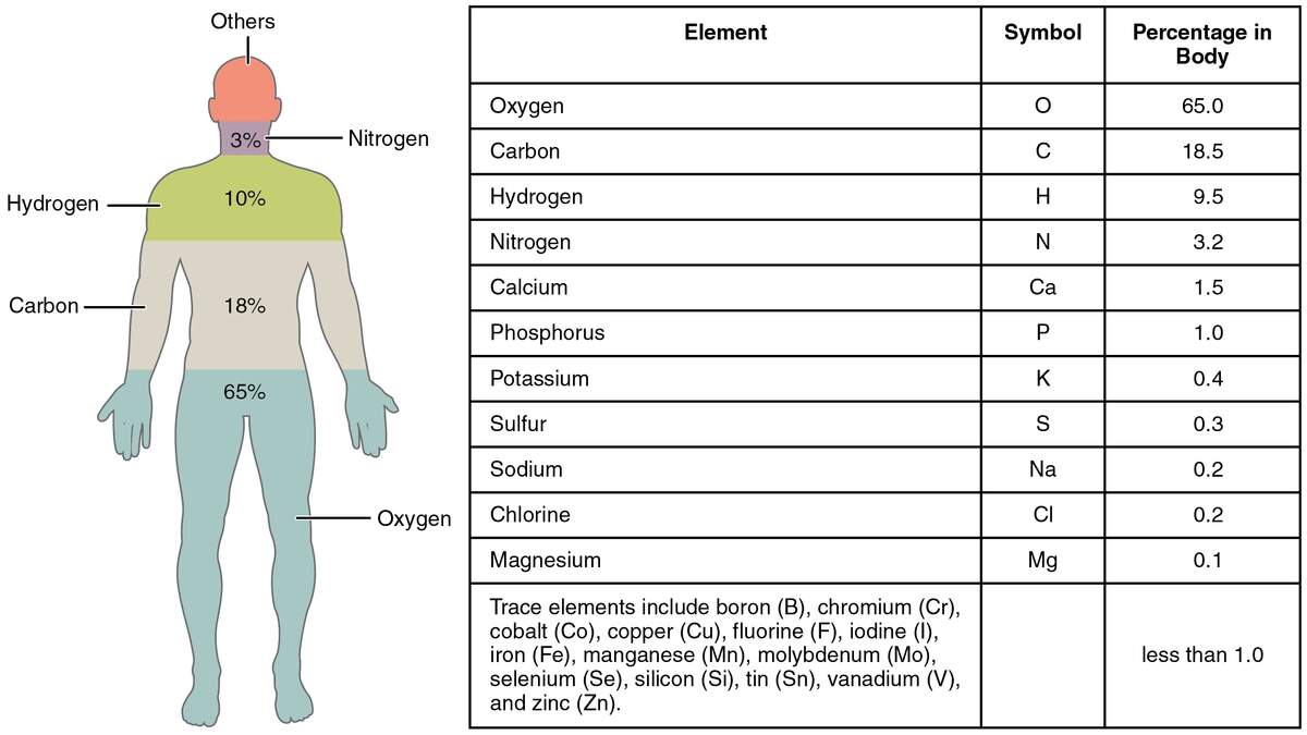 Human Body Organs Systems Structure Diagram Facts Britannica