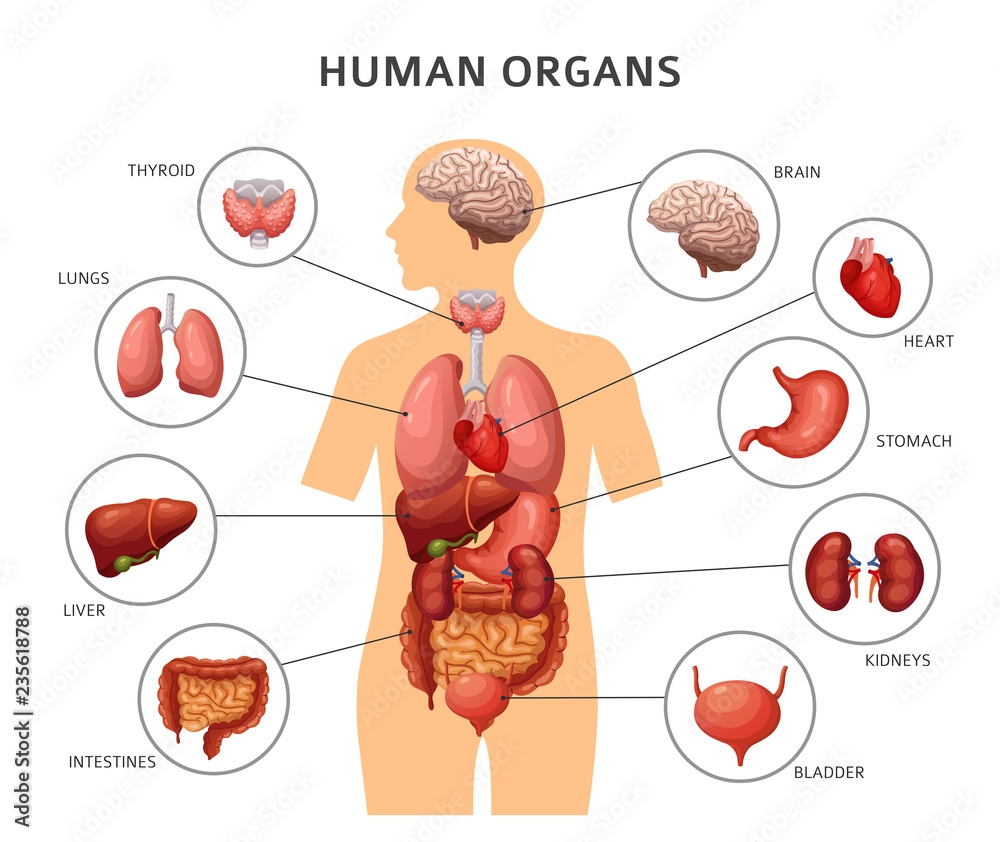 Human Body Internal Organs Stomach And Lungs Kidneys And Heart Brain And Liver Medical Anatomy Vector Infographics Body Of Human Liver And Brain Heart And Internal Organs Illustration Stock Vector Adobe