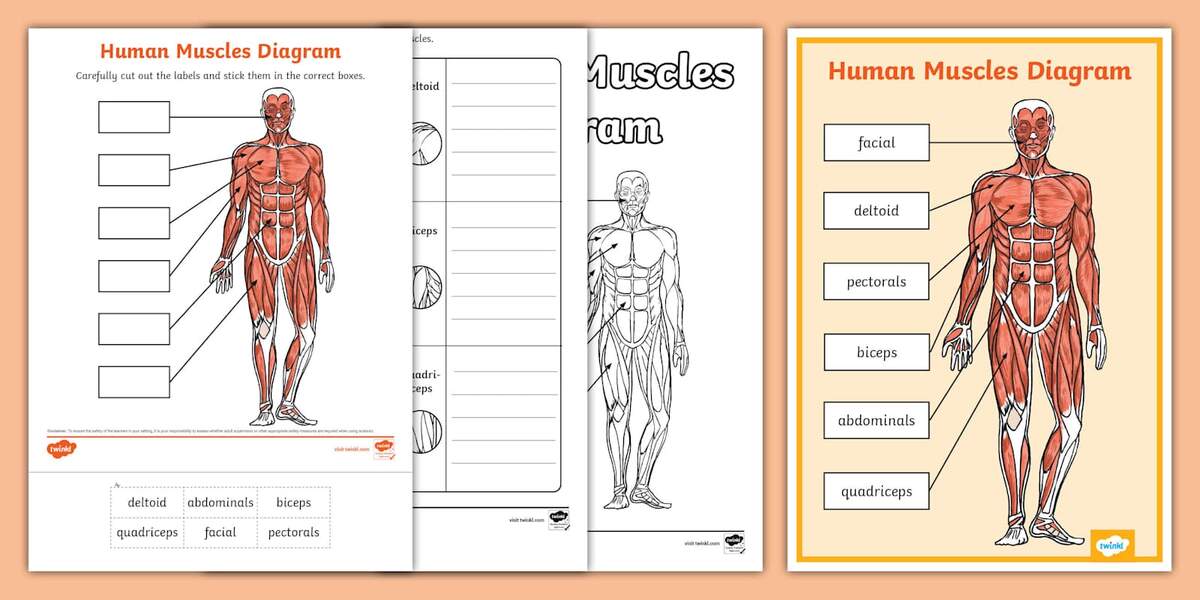 Human Body Muscles Diagram Activity Pack