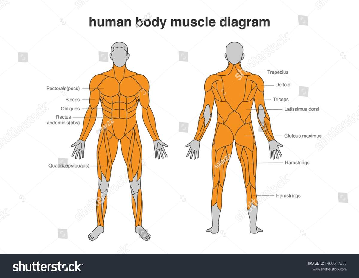 Human Body Muscles Diagram Full Length Stock Vector Royalty Free 1460617385 Shutterstock