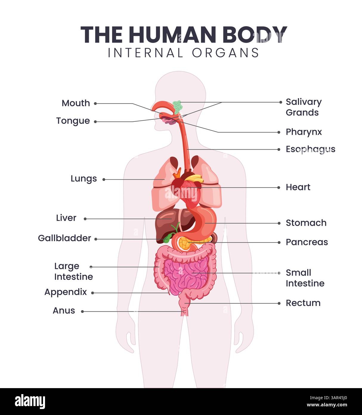 Human Body Organs Diagram Stock Vector Images Alamy Human Body Organs Diagram Stock Vector Images Alamy