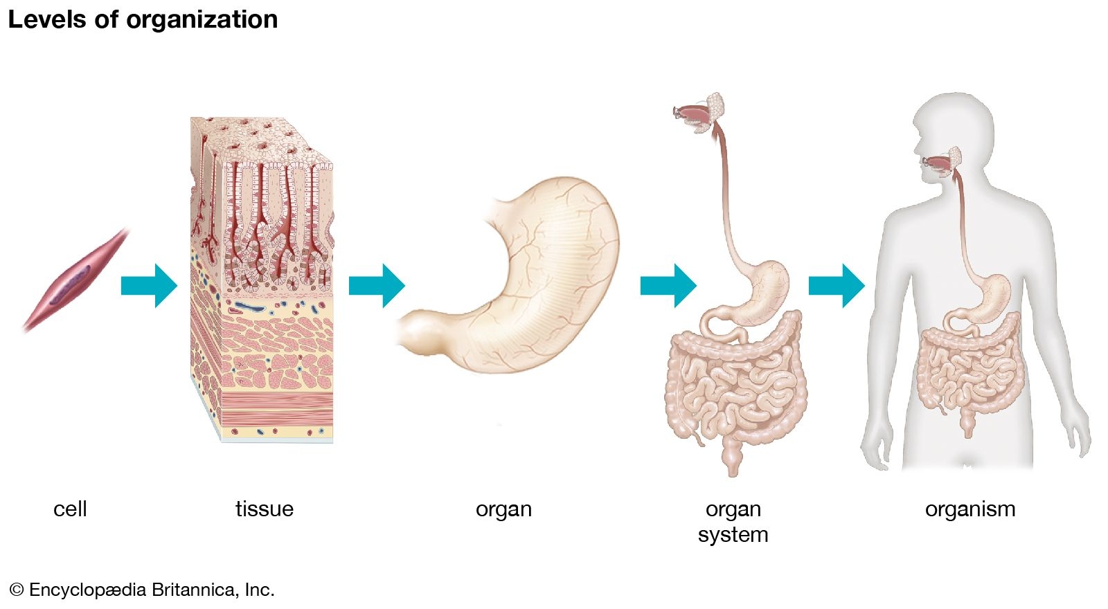 Human Body Organs Systems Structure Diagram Facts Britannica Human Body Organs Systems Structure Diagram Facts Britannica