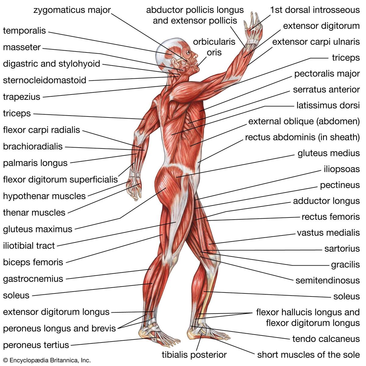 Human Body Organs Systems Structure Diagram Facts Britannica
