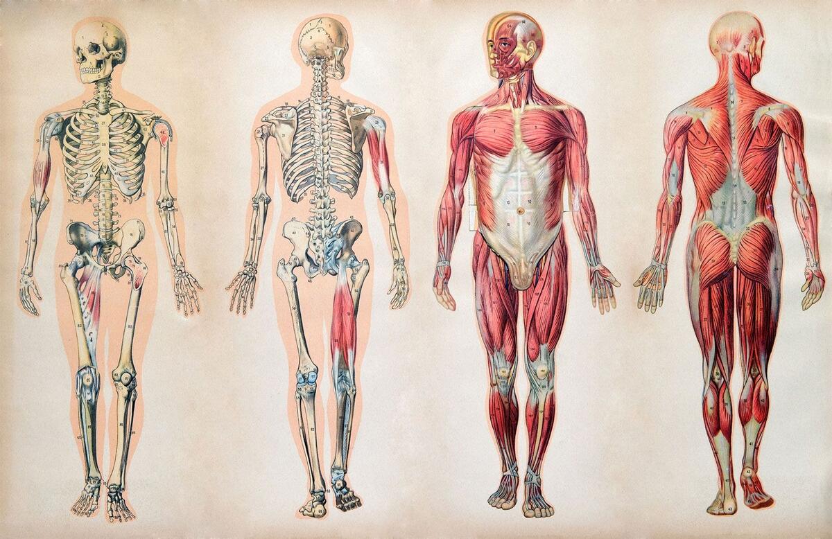Human Body Organs Systems Structure Diagram Facts Britannica Human Body Organs Systems Structure Diagram Facts Britannica