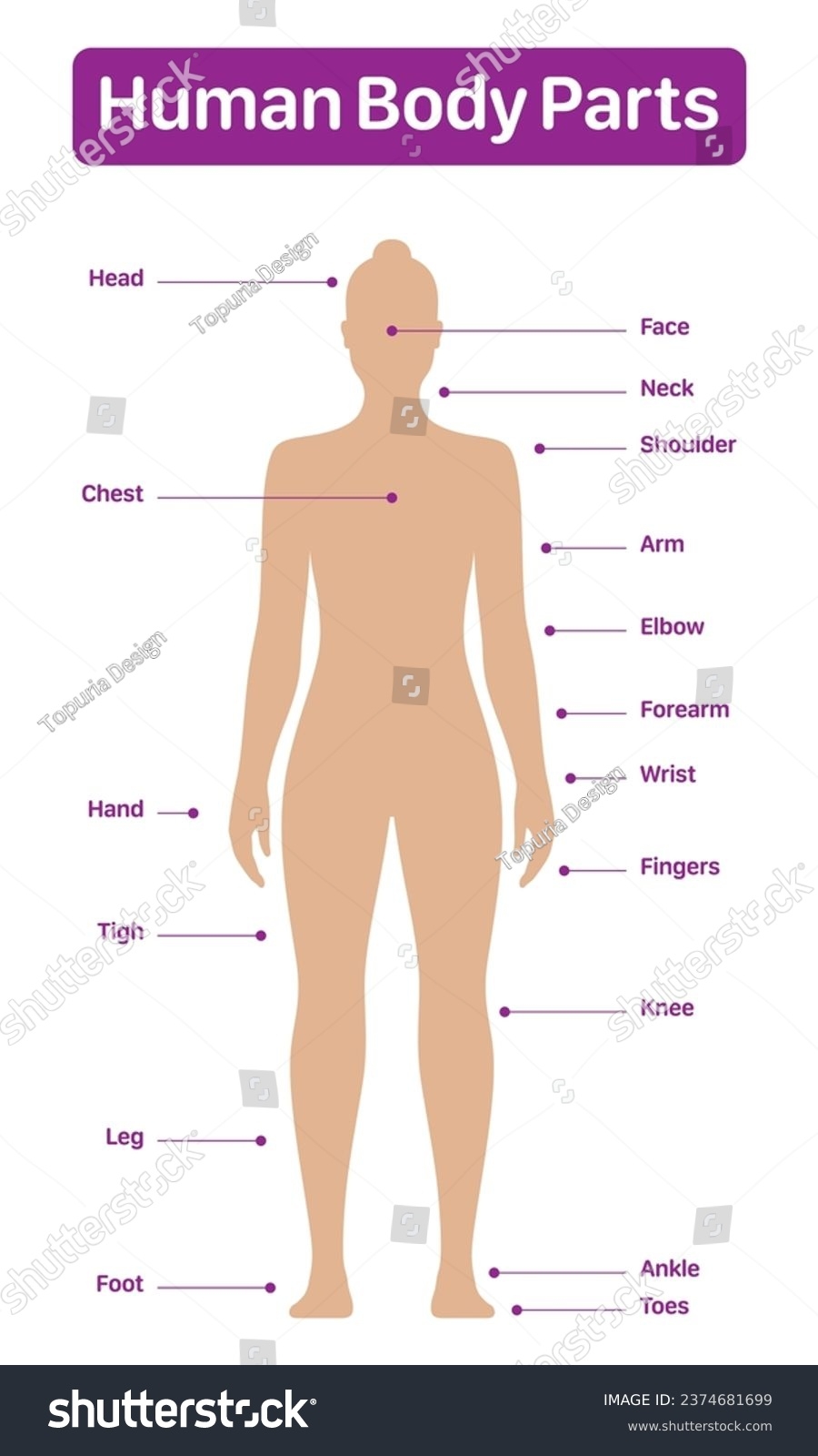 Human Body Parts Medical Diagram Female Stock Vector Royalty Free 2374681699 Shutterstock