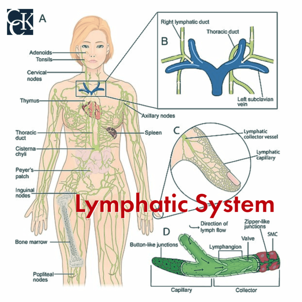 Human Body S Organ Systems And Their Function CCK Law Integration Of Systems Biology For Majors II