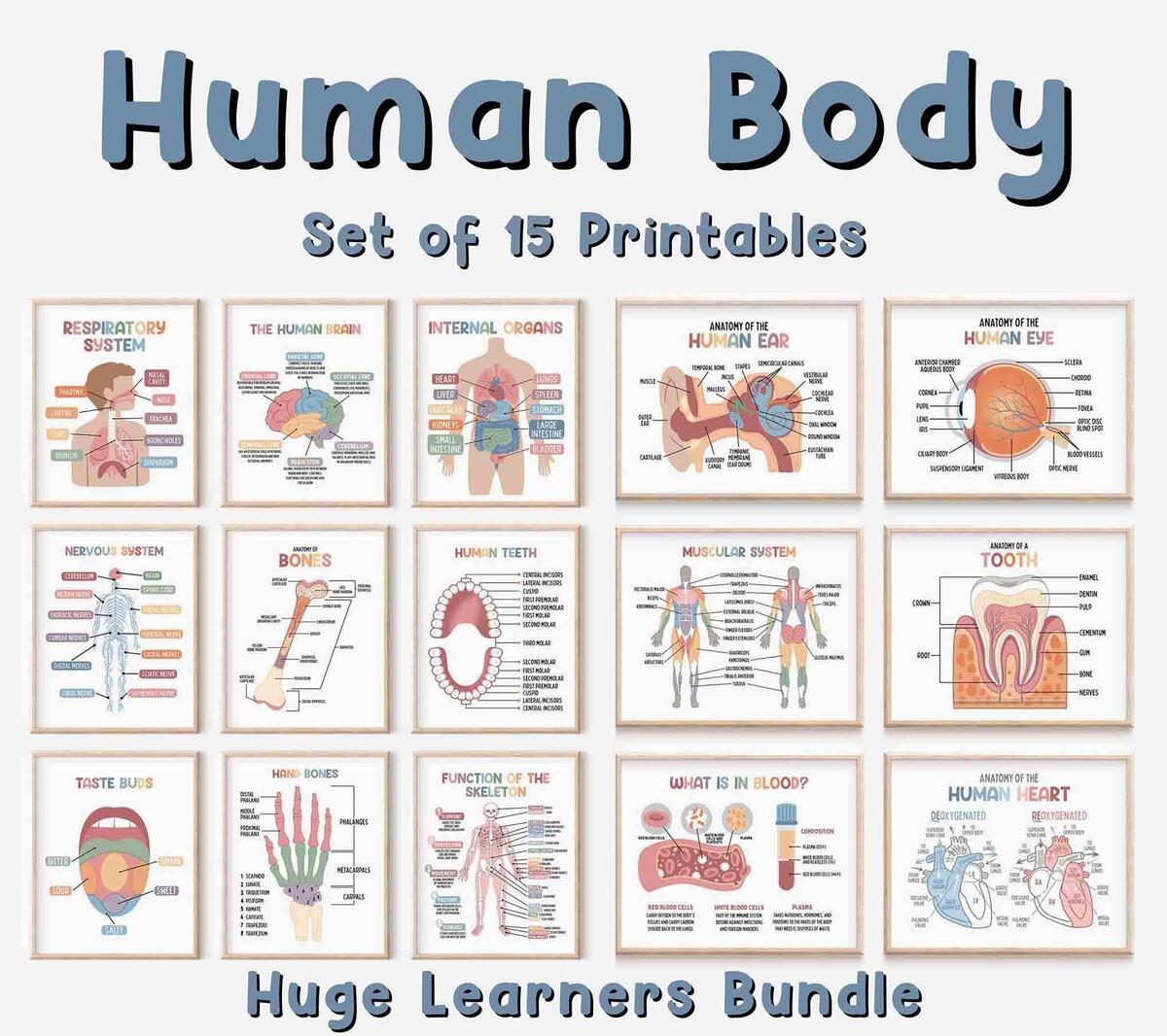Human Body Set Of 15 Educational Printable Posters Digital Download Future Doctor Homeschool Decor Etsy