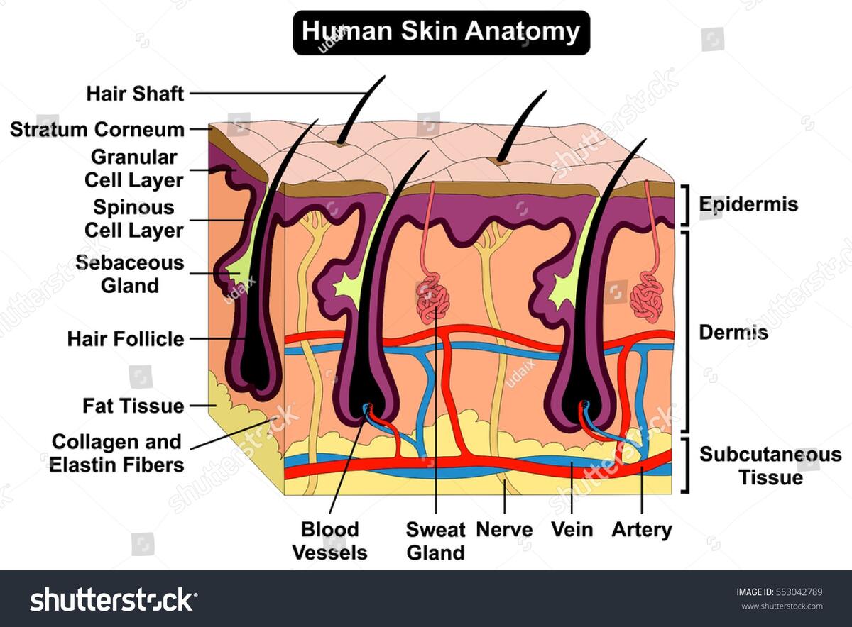 Human Body Skin Anatomy Diagram Infographic Stock Vector Royalty Free 553042789 Shutterstock