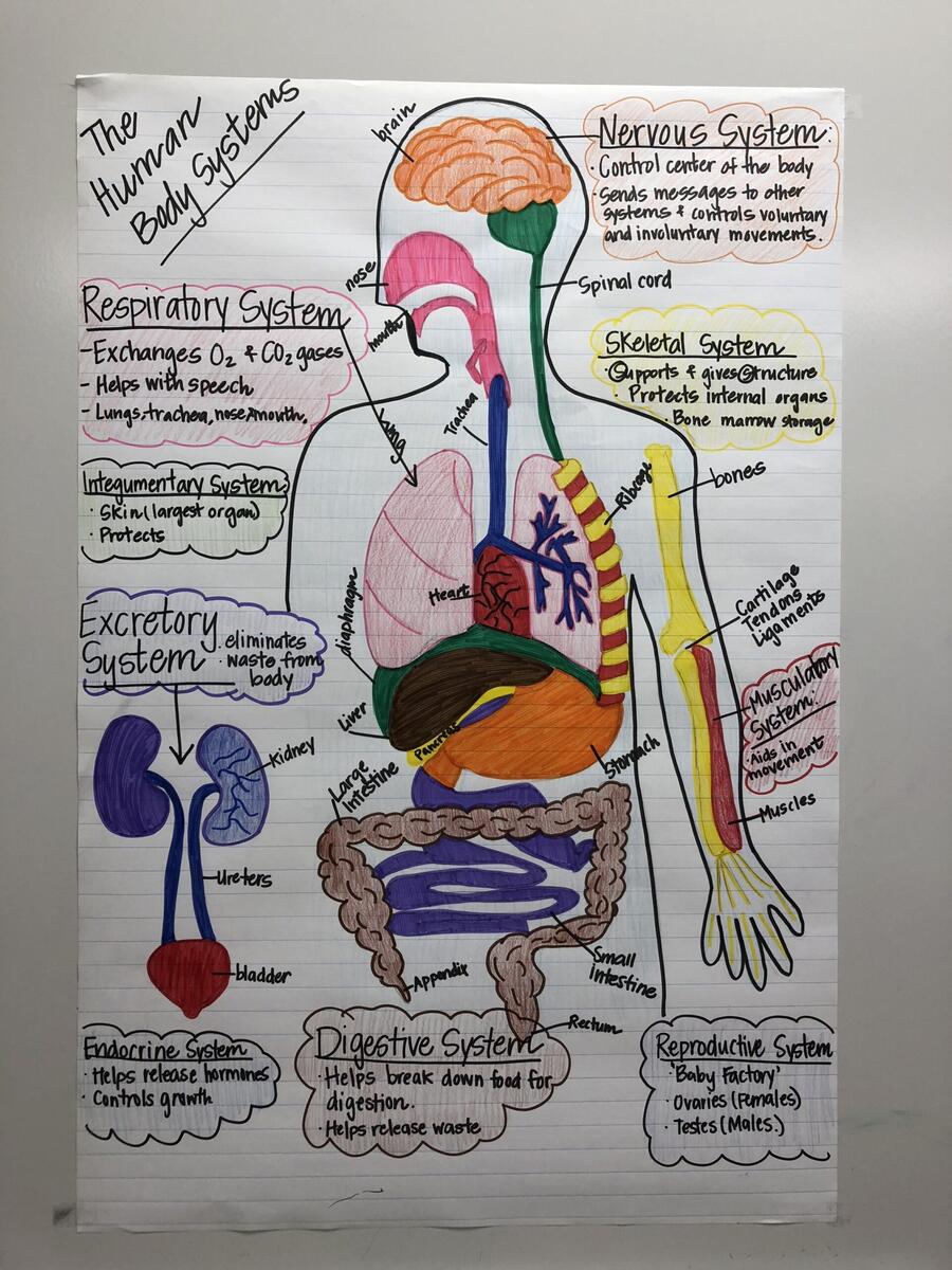 Human Body Systems Anchor Charts Bright In The Middle