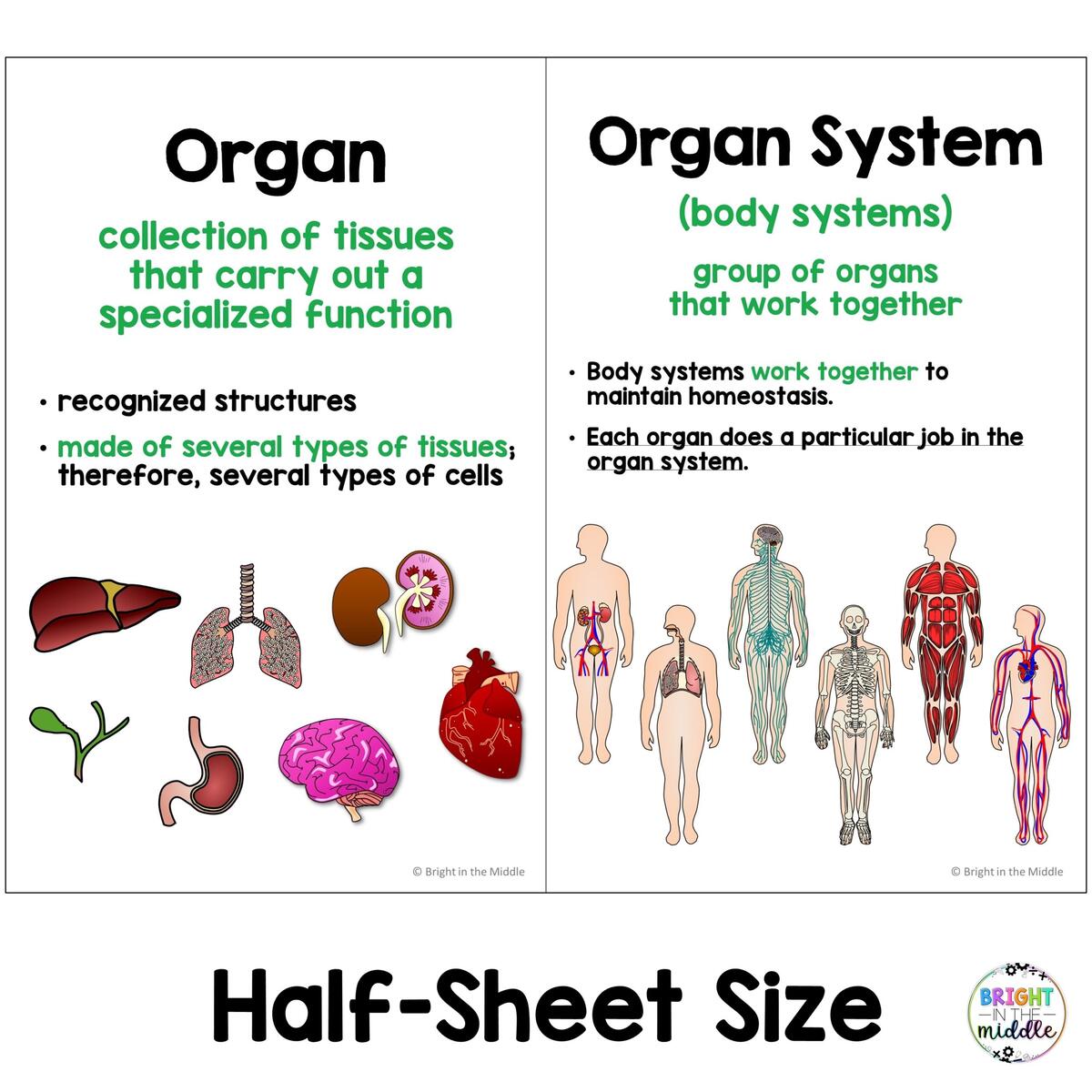 Human Body Systems Anchor Charts Bright In The Middle Human Body Systems Anchor Charts Bright In The Middle