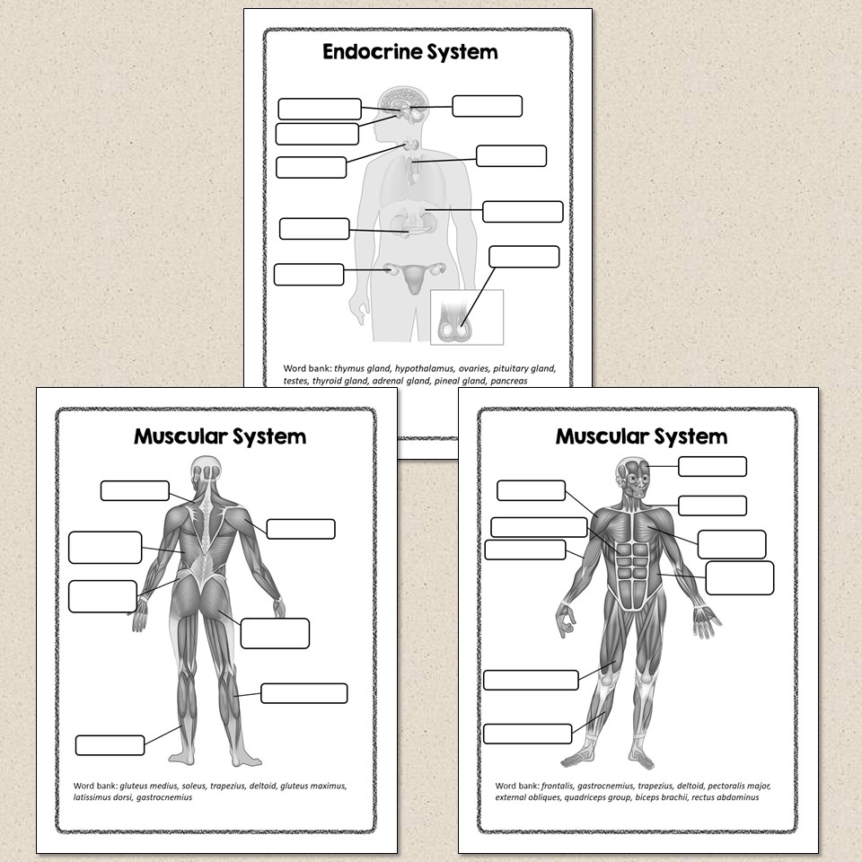 Human Body Systems Diagrams Suburban Science Human Body Systems Diagrams Suburban Science