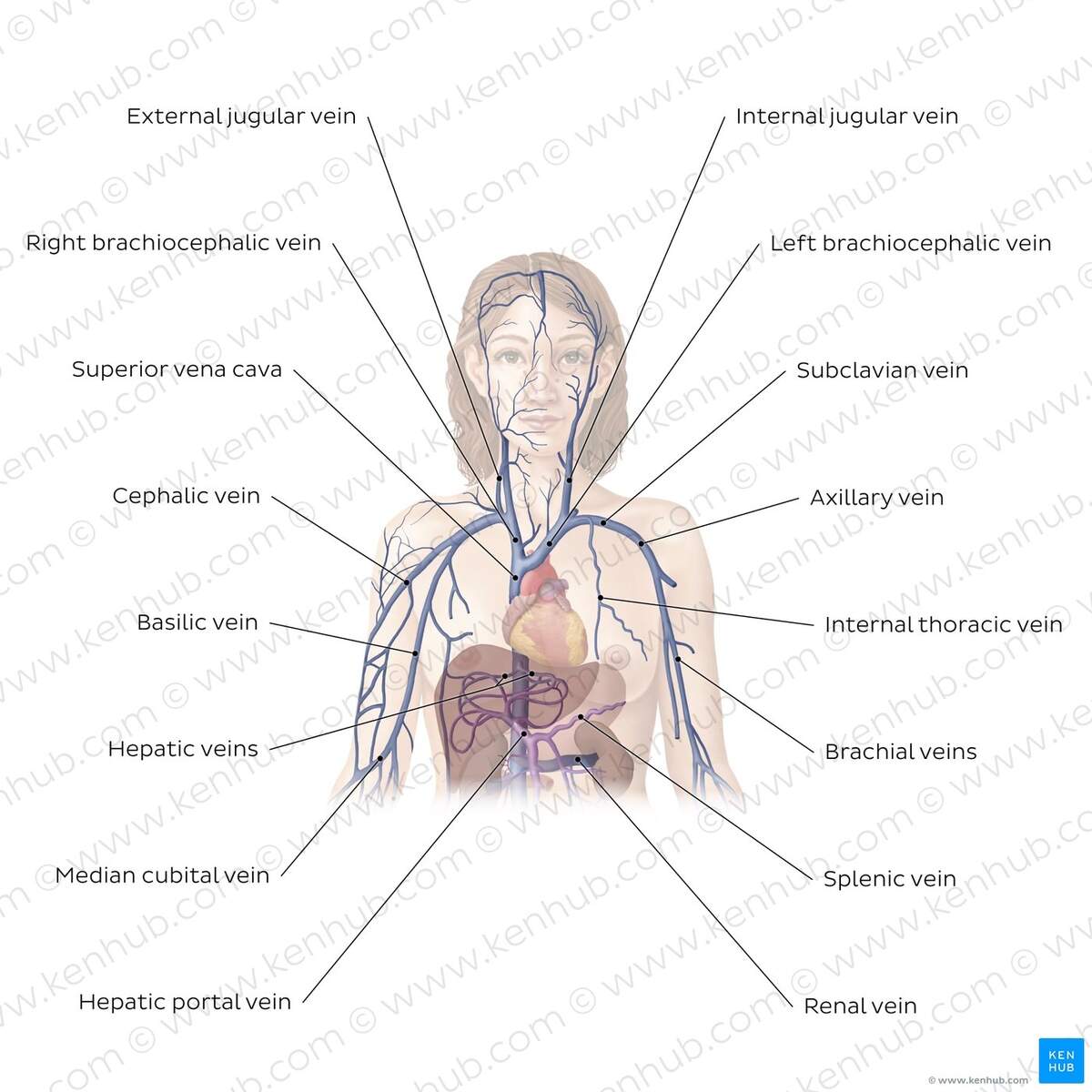 How Your Body Systems Are Connected Revere Health Live Better