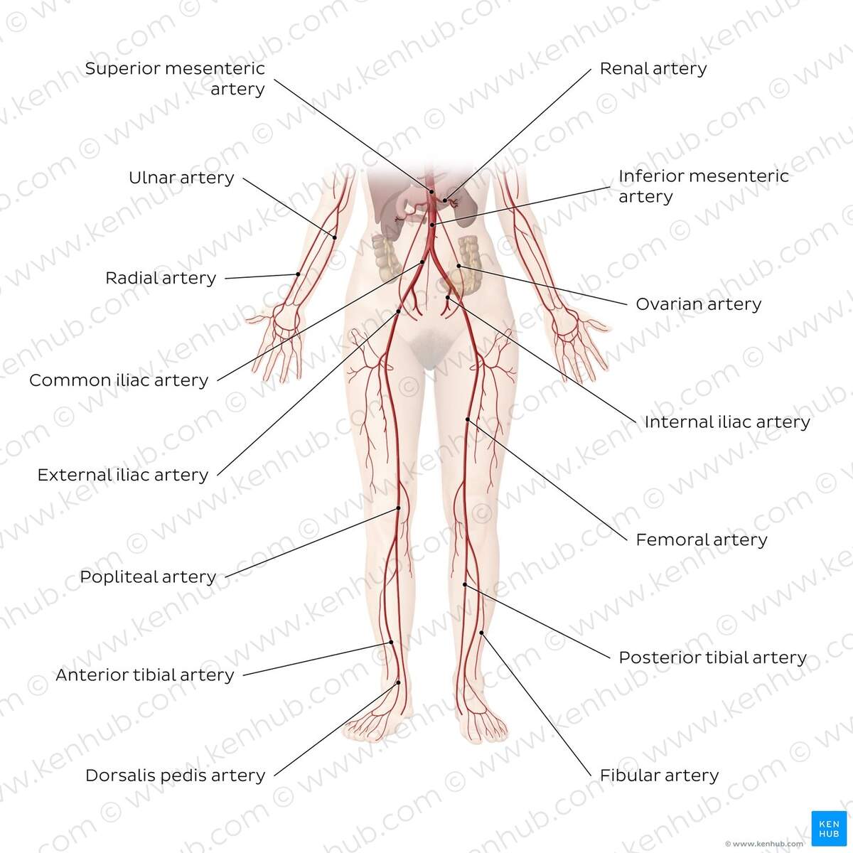 Human Body Systems Overview Anatomy Functions Kenhub Human Body Systems Overview Anatomy Functions Kenhub