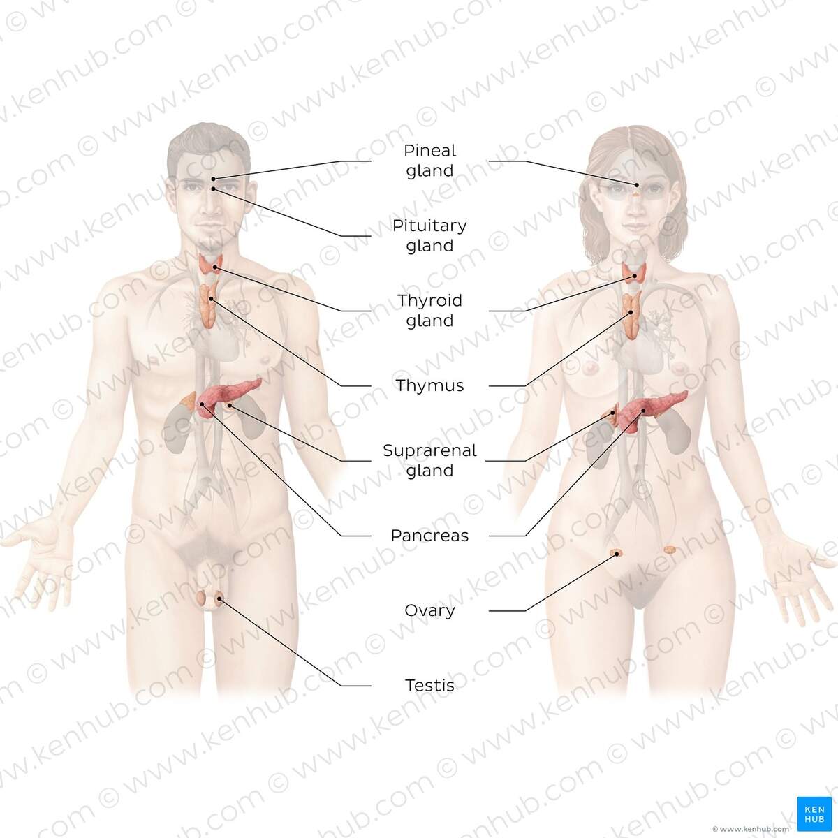 Human Body Systems Overview Anatomy Functions Kenhub