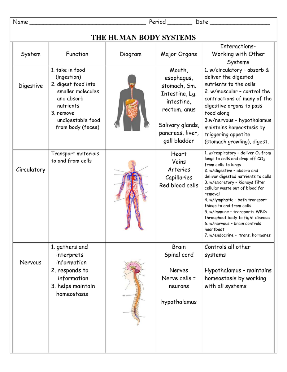 Human Body Systems Worksheet Functions Interactions