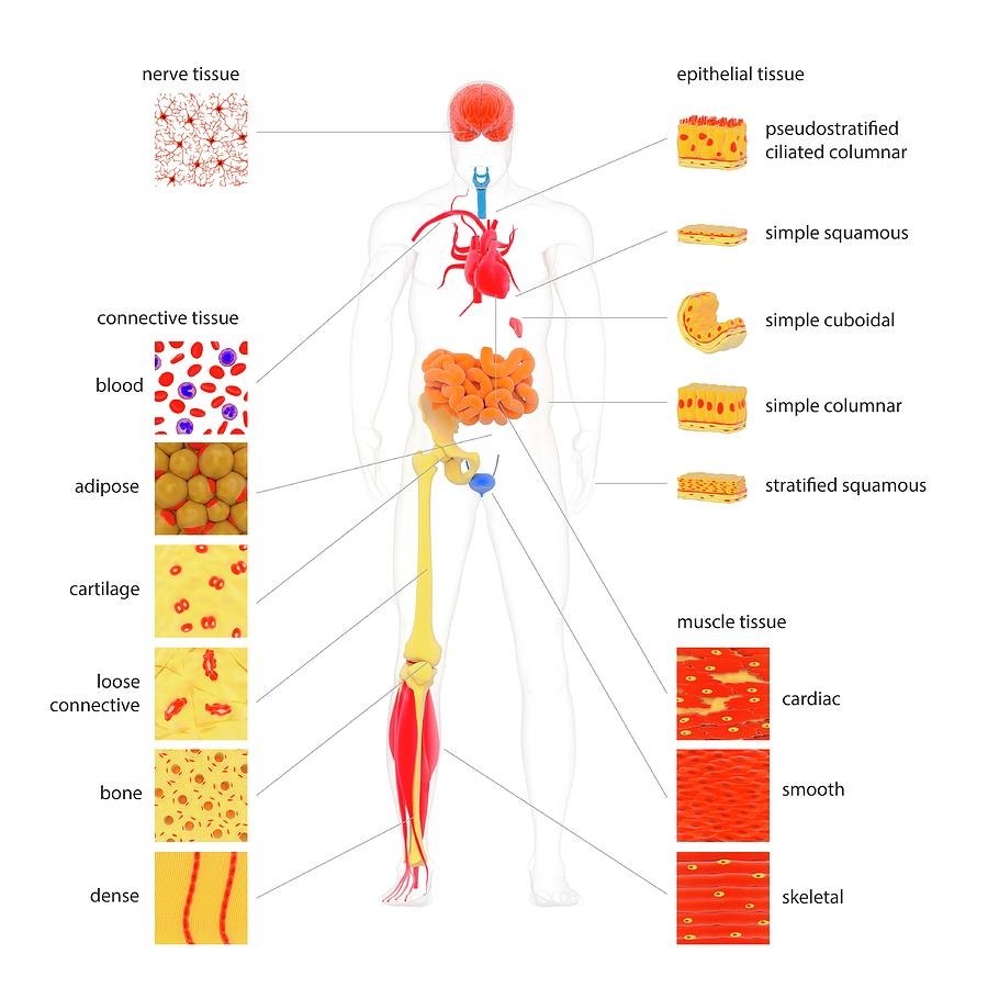 Human Body Tissue Types 1 By Science Photo Library