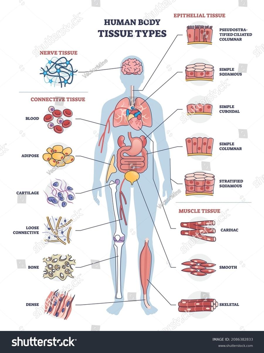 Human Body Tissue Types Nerve Connective Stock Vector Royalty Free 2086382833 Shutterstock