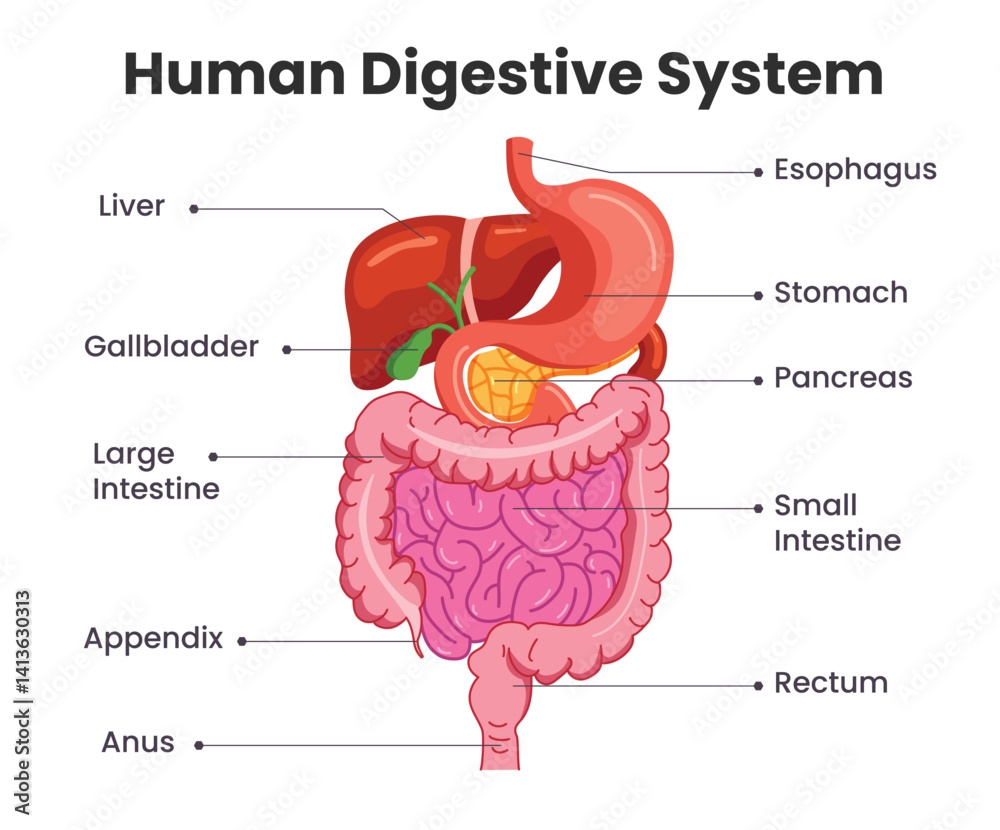 Human Digestive System Chart Clipart Digestive System Drawing Clip Art With Label Of Internal Body Organs Infographic Diagram For Elementary And Secondary Poster Design Vector Illustration Stock Vector Adobe Stock