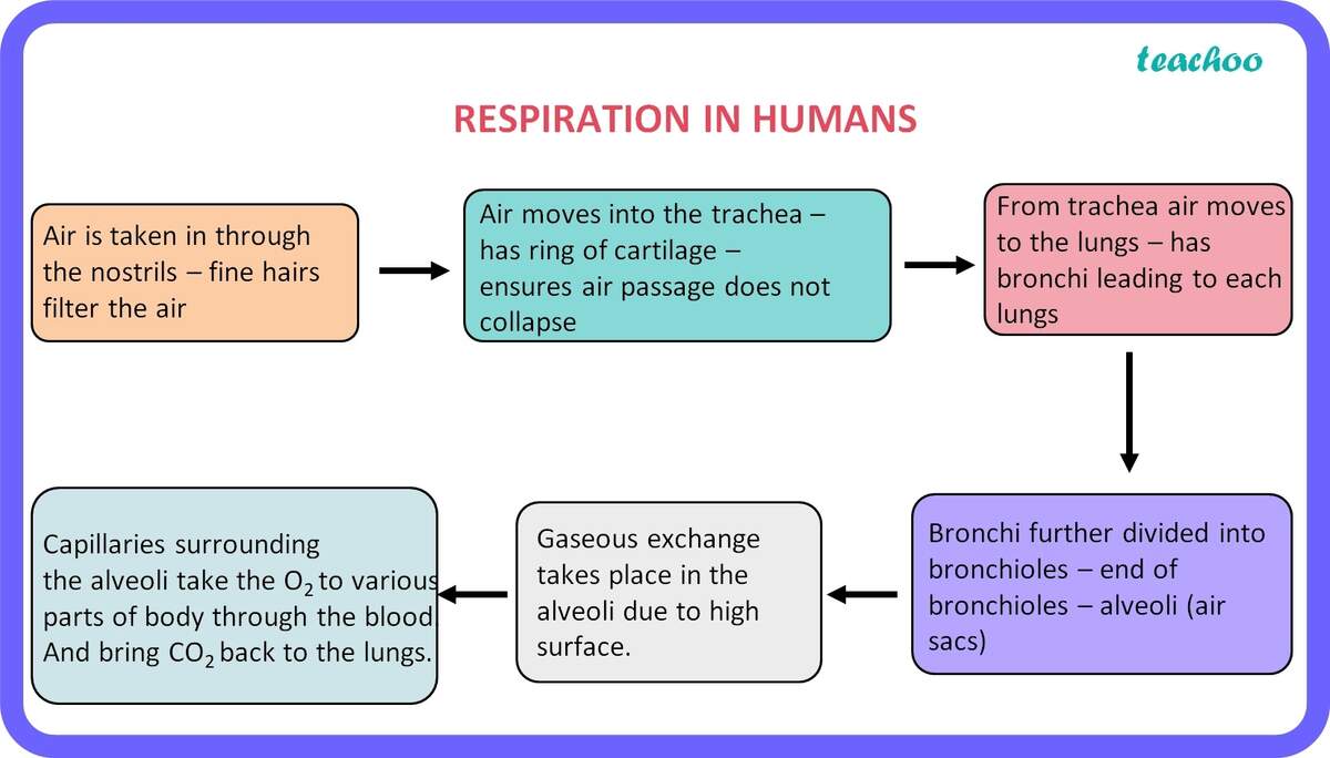 Human Digestive System Diagram Full Process With Flow Chart