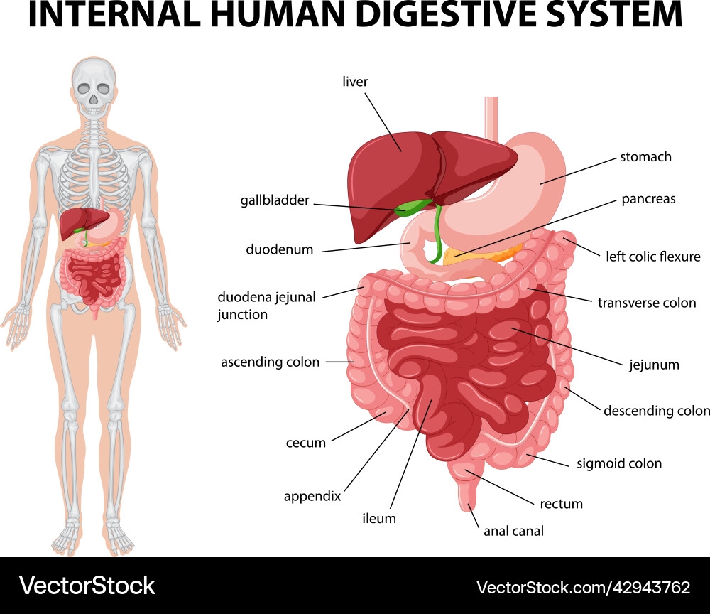 Buy Digestive System Thick Laminated Primary Chart Respiratory System Thick Laminated Primary Chart Set Of 2 Books Book Online At Low Prices In India Digestive System Thick