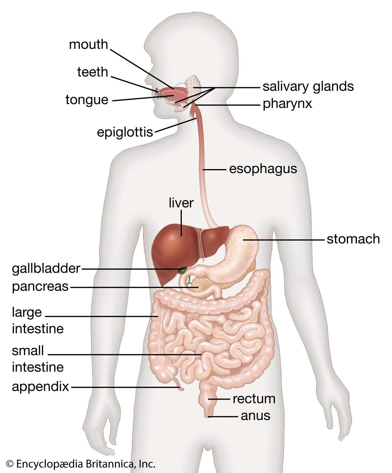 Human Digestive System Esophagus Stomach Intestines Britannica