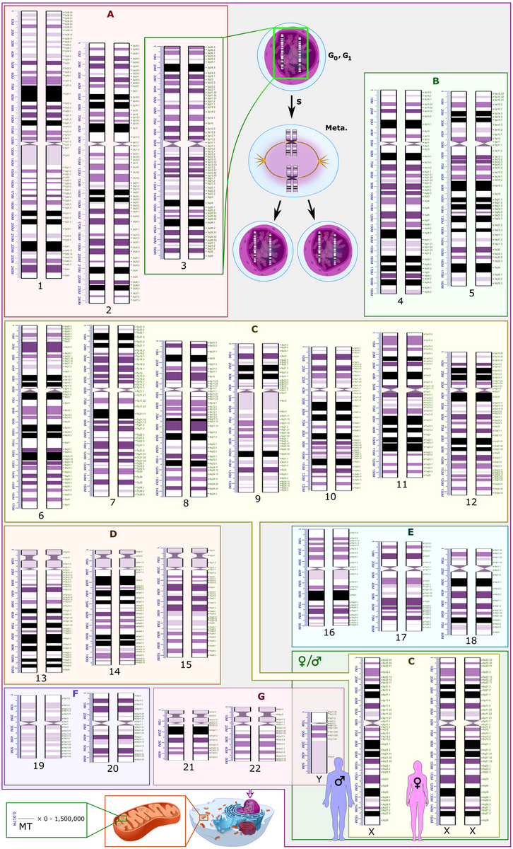 Human Genome Wikipedia