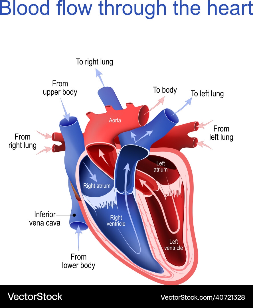 Human Heart Blood Circulation Diagram Royalty Free Vector VectorStock Human Heart Blood Circulation Diagram Royalty Free Vector VectorStock