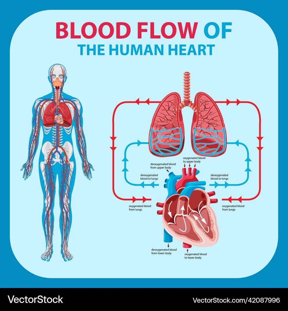 Human Heart Blood Flow Diagram Royalty Free Vector VectorStock