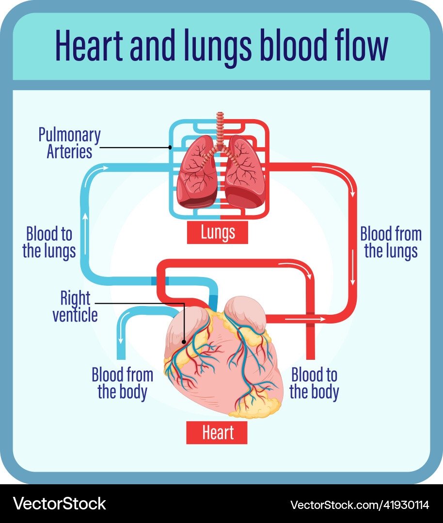 Human Heart Blood Flow Diagram Royalty Free Vector VectorStock Human Heart Blood Flow Diagram Royalty Free Vector VectorStock