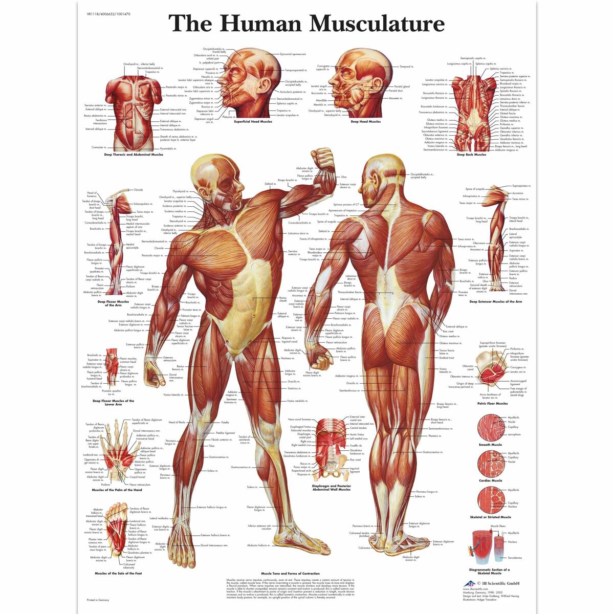 Amazon Palace Learning Vintage Muscular System Anatomical Chart Human Muscle Anatomy Poster LAMINATED 18 X 24 Palace Learning Industrial Scientific