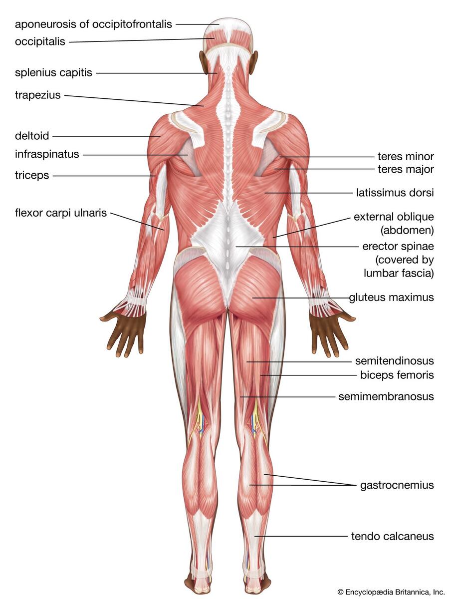Human Muscle System Functions Diagram Facts Britannica