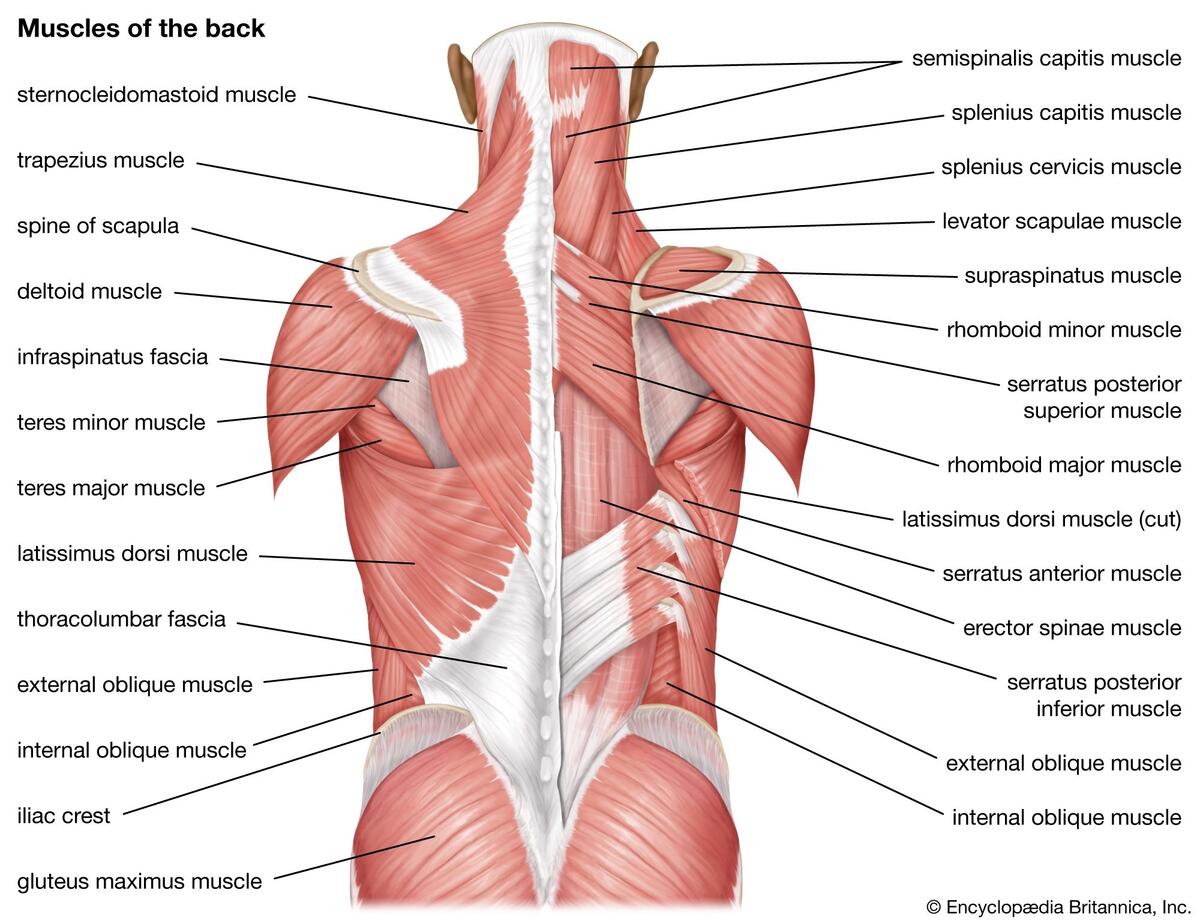 Human Muscle System Functions Diagram Facts Britannica Human Muscle System Functions Diagram Facts Britannica