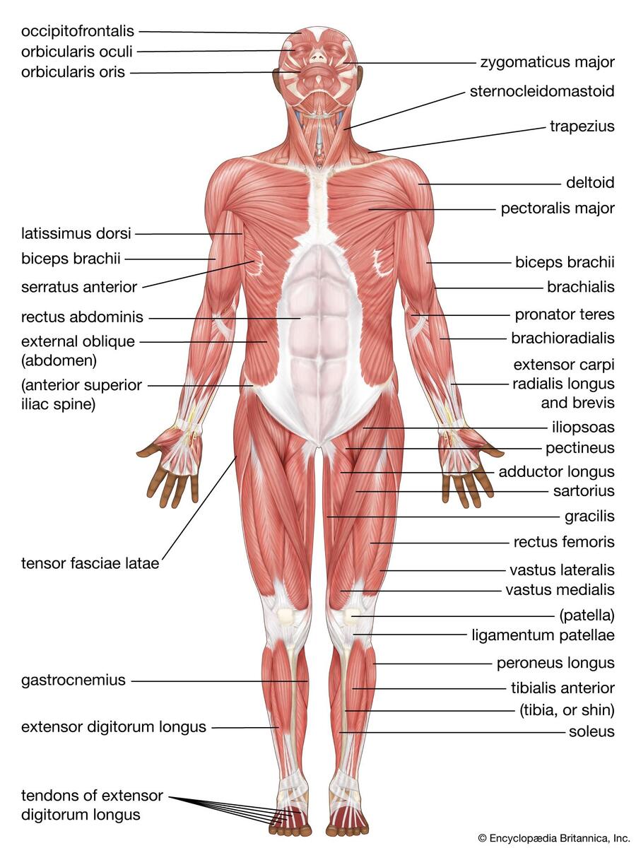 Human Muscle System Functions Diagram Facts Britannica Amazon Laminated Male Human Anatomy Muscles Diagram Chart Poster Dry Erase Wall Art 12x18 Industrial Scientific