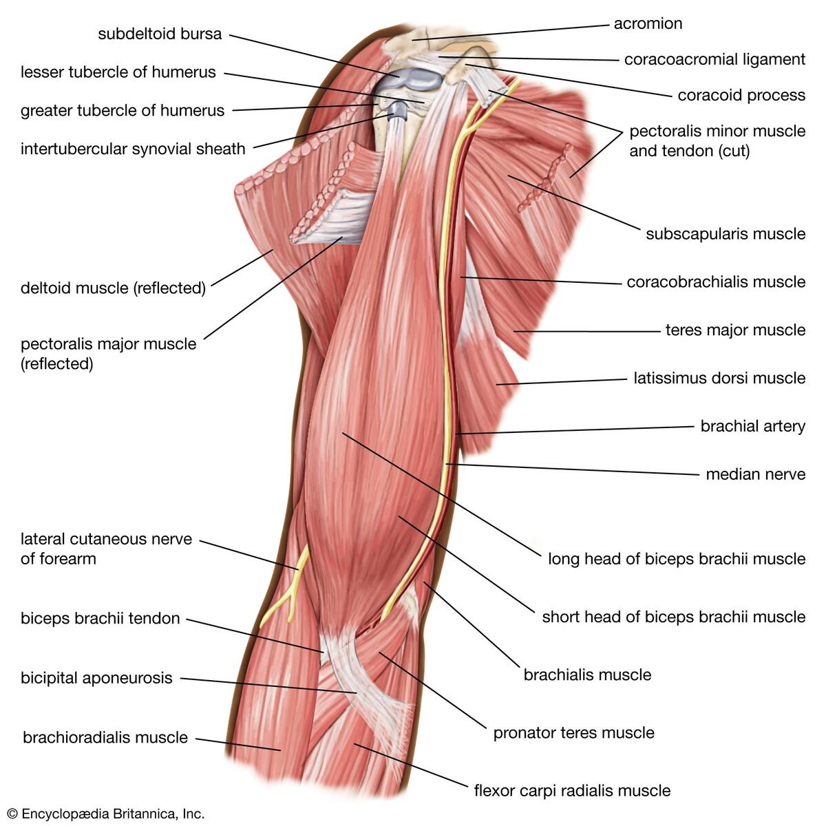 Upper Torso Muscles 2025 Uec Cat