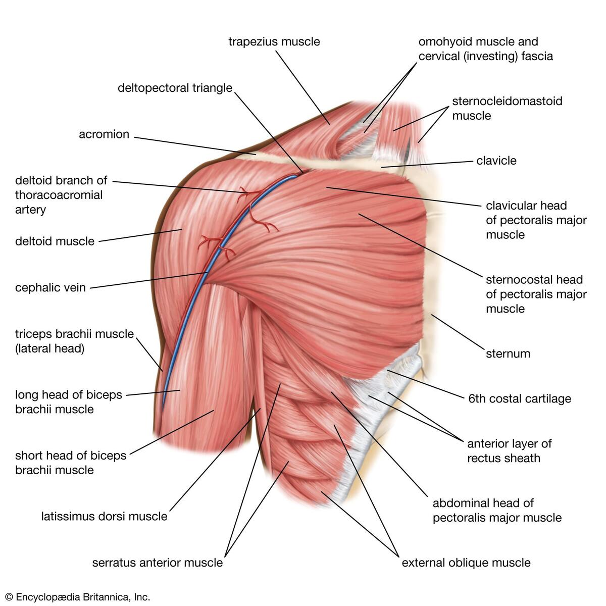 Human Muscle System Functions Diagram Facts Britannica Human Muscle System Functions Diagram Facts Britannica