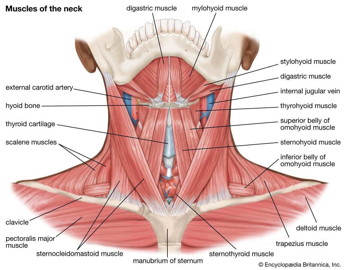 Human Muscle System Functions Diagram Facts Britannica