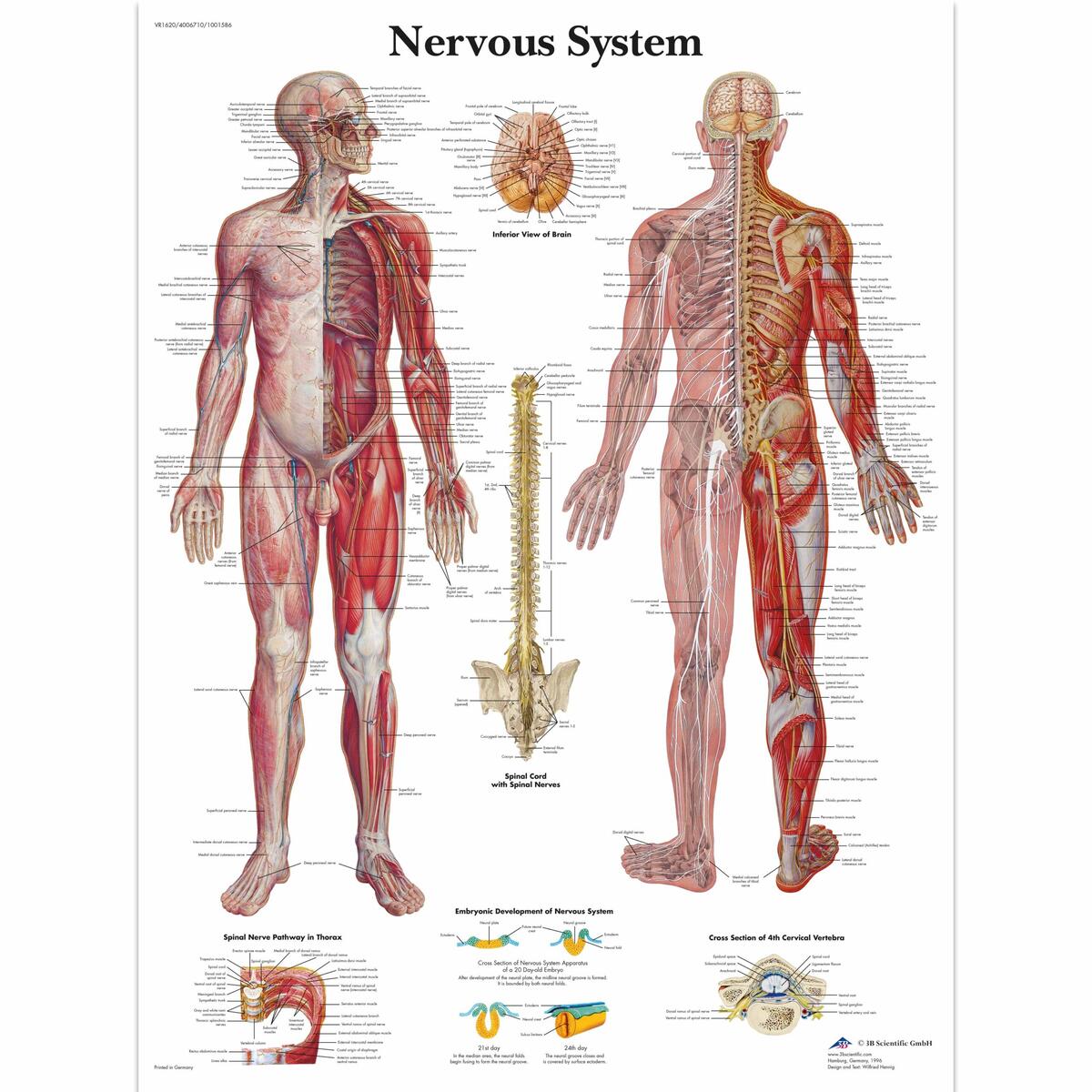 Human Nervous System Chart Human Nervous System Poster Paper
