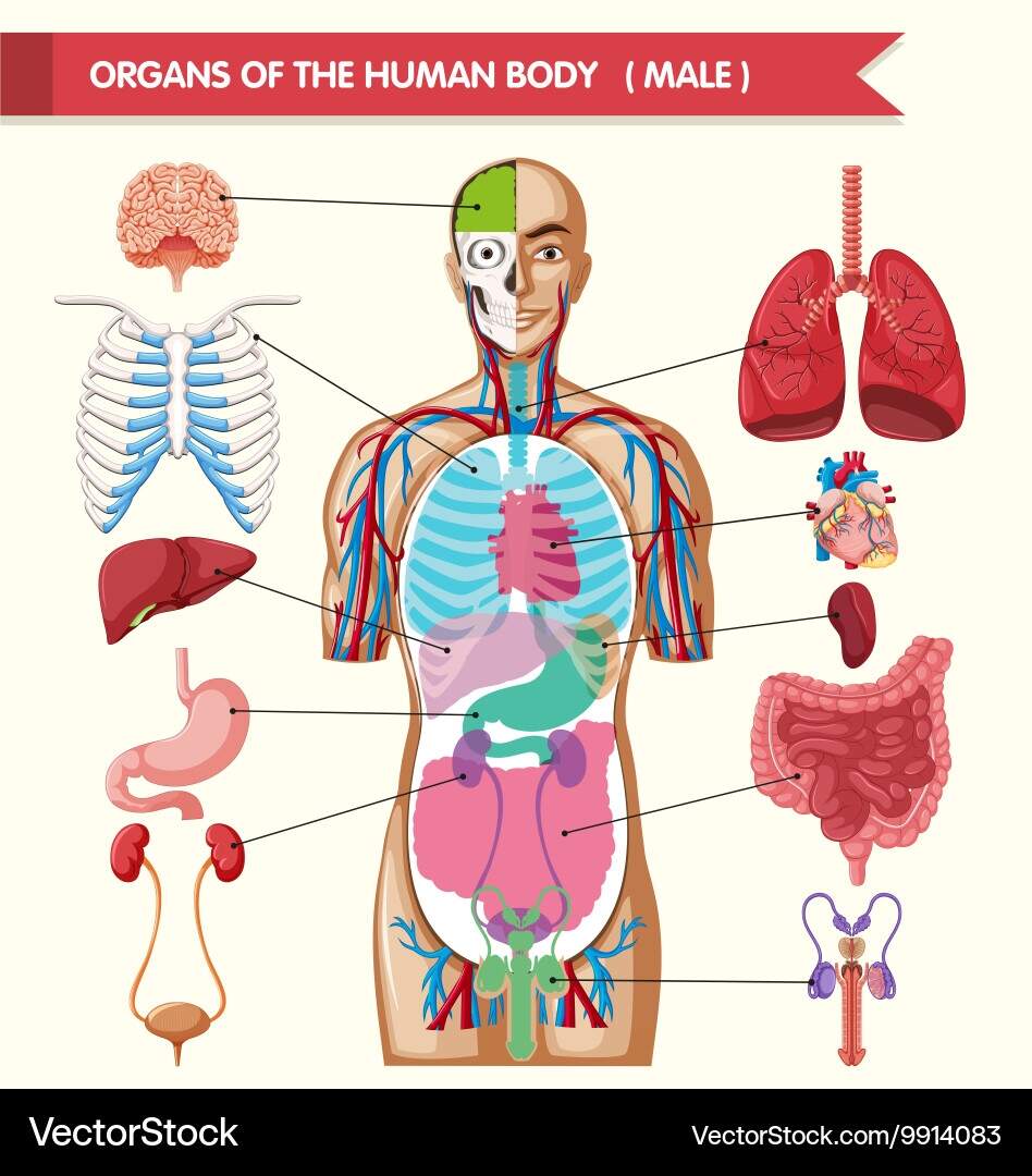Human Organ Anatomy Chart Royalty Free Vector VectorStock