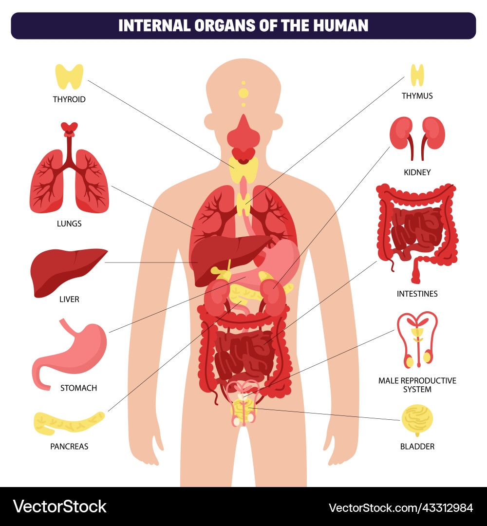 Human Organ System Diagram Royalty Free Vector VectorStock