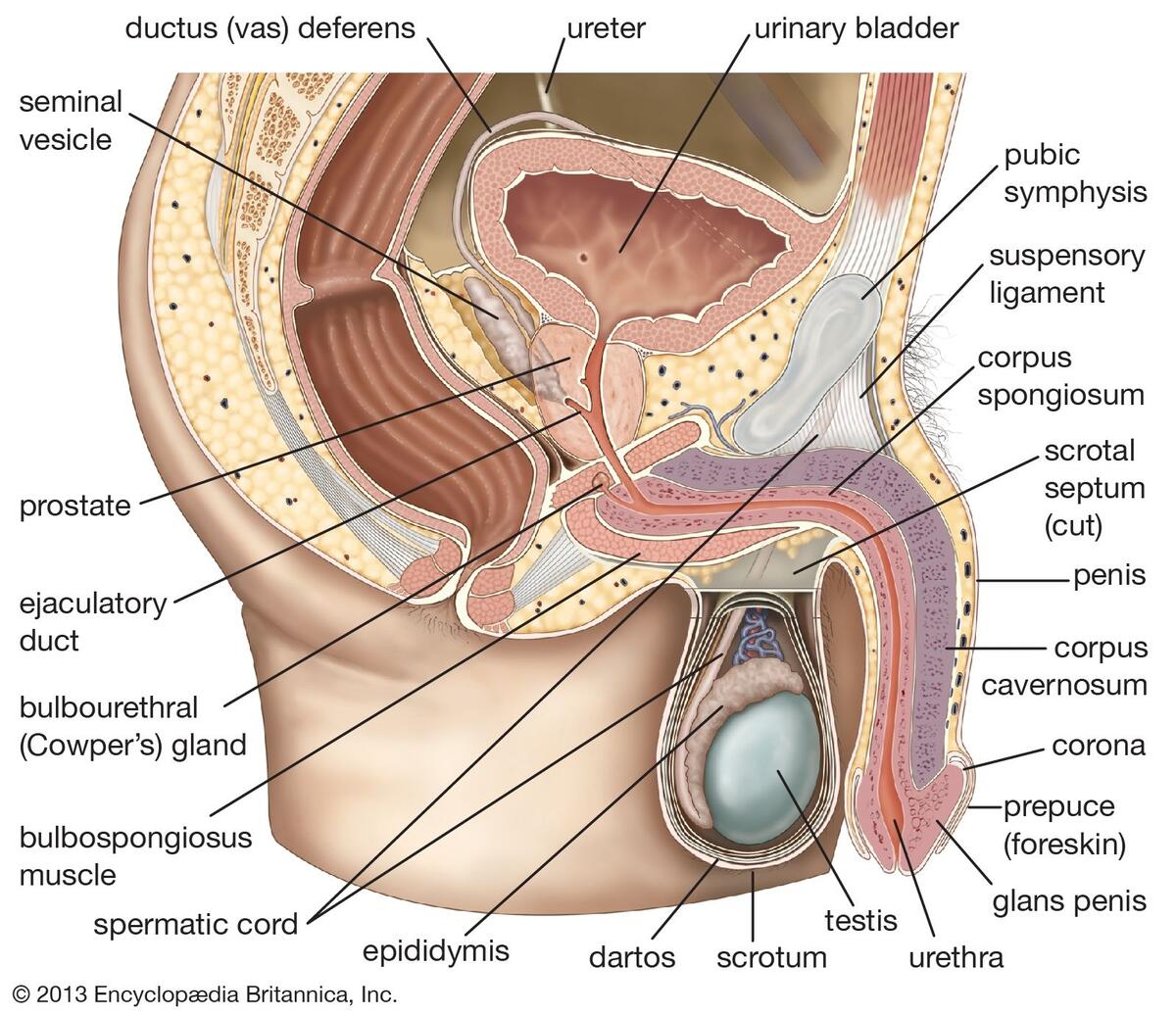 Definition Of Reproductive System NCI Dictionary Of Cancer Terms NCI
