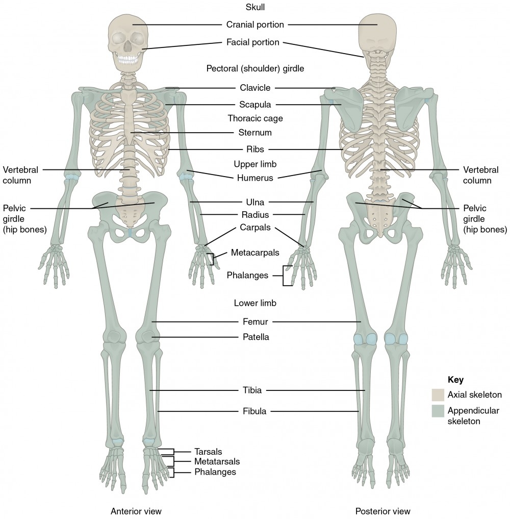 Musculoskeletal System Main Bones Joints Muscles Kenhub