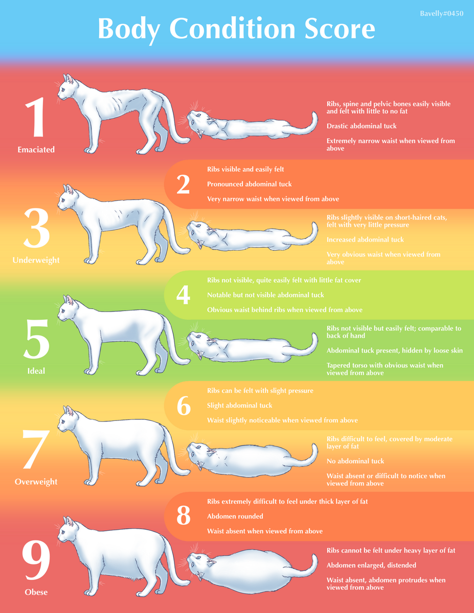 I Made This Body Condition Score Chart To Help Owners Judge Their Cat S Weight So They Can Make The Best Choices For Their Health R Cats