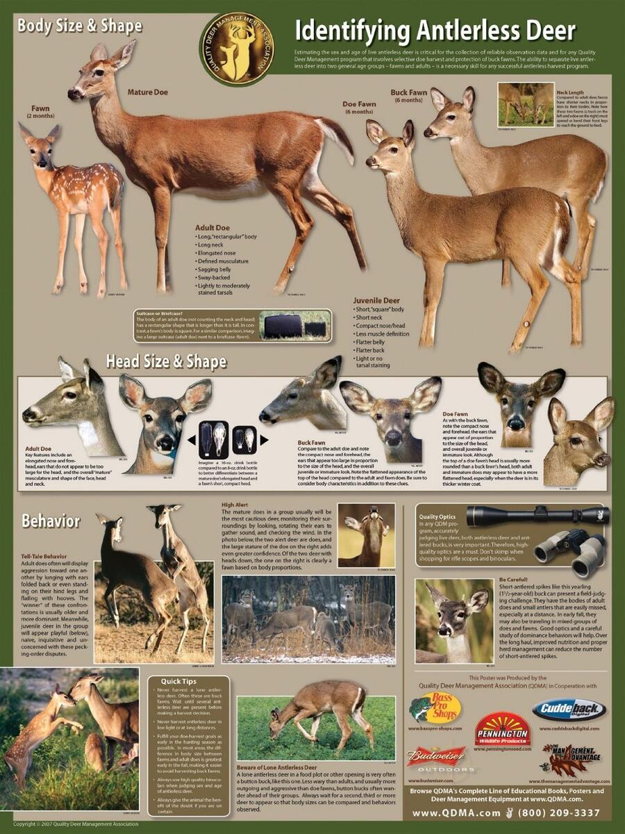 Identify Mature Does For Harvest How To Age Antlerless Deer Aging Bucks On The Hoof Identify Mature Does For Harvest How To Age Antlerless Deer Aging Bucks On The Hoof