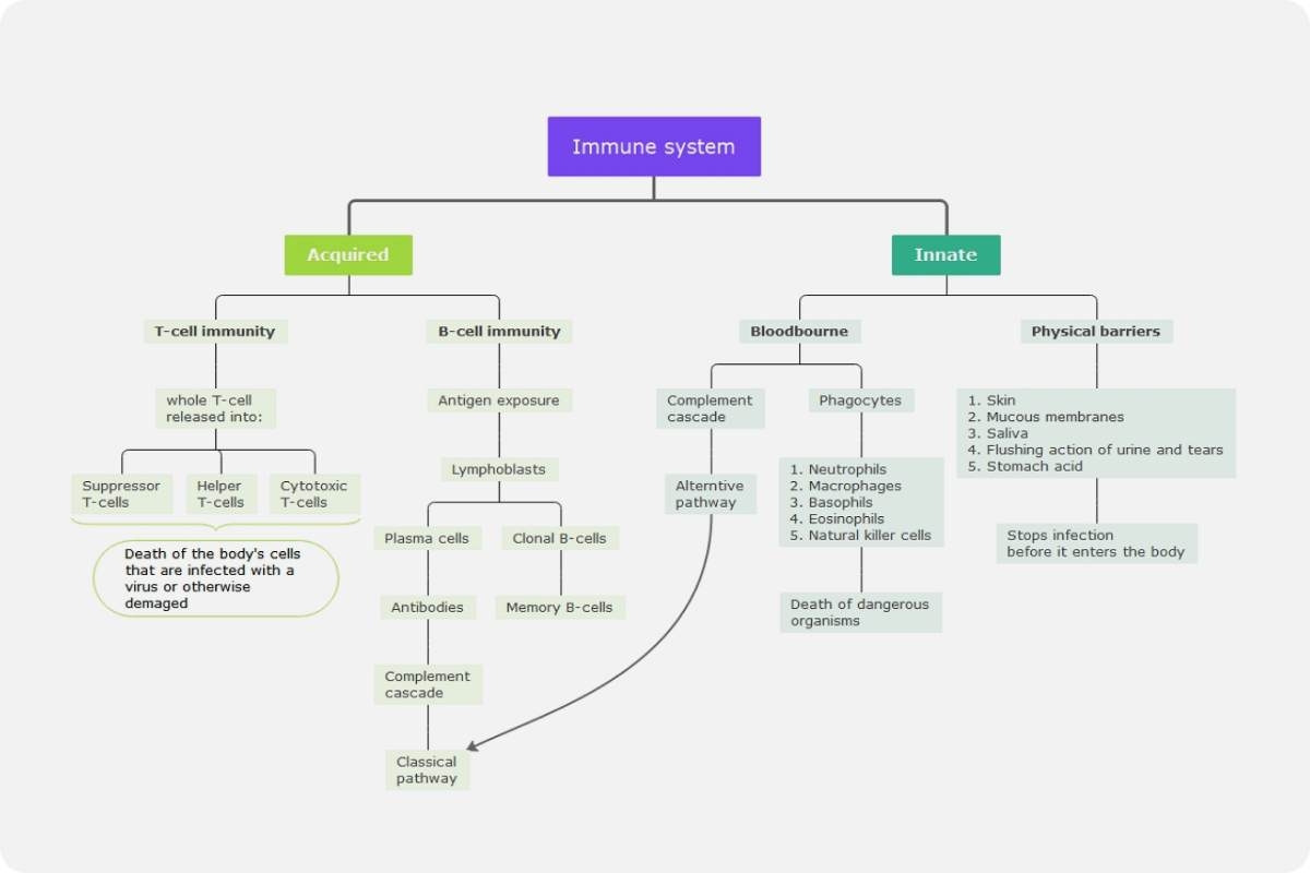 Immune System Concept Map Template EdrawMind Innate Immunity The First Line Of Defense Against SARS CoV 2 Nature Immunology