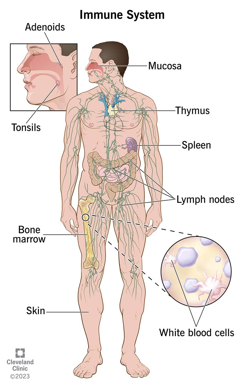 Immune System Function Conditions Disorders