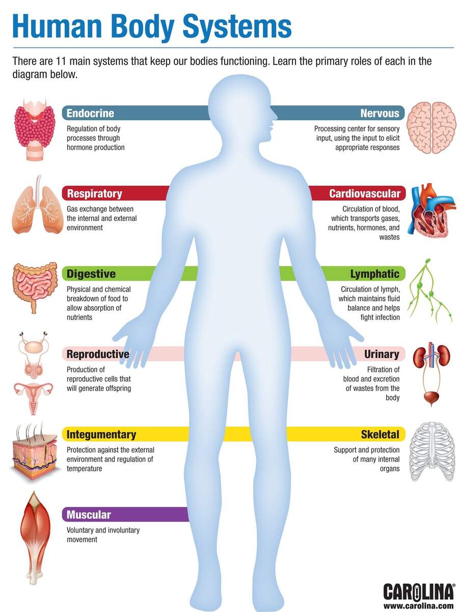 Infographic Human Body Systems Carolina Biological Supply Human Body Organs Systems Structure Diagram Facts Britannica